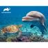 Sestavljanka 3D - Delfin 500 kos 61x46cm Animal planet